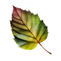 Leaf, Leaf Png, Green Leaf With Transparent Background, AI Generative png