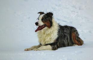 Peaceful australian shepherd dog in the snow photo