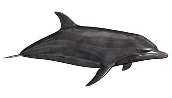 canto de los delfines aislado en blanco antecedentes - 3d hacer foto