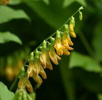 amarillo guisante, lathyrus laevigatus foto