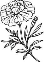 Topical marigold flower line drawing, marigold vector sketch line art coloring pages for kids, single stock outline drawing Marigold birth flower vector illustration, beautiful marigold flower bouquet