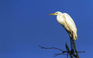 Great egret, ardea alba, on a tree, Neuchatel, Switzerland photo