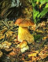 Mushrooms bolete, fungus in the woods photo