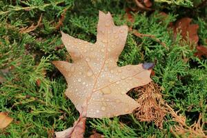 Autumn orange leaf photo