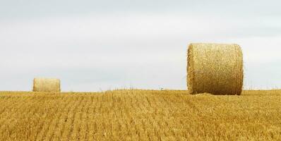 Big round bales of straw in a field after harvest photo