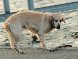 Labrador retriever looking at a piece of log photo