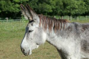 Portrait of a donkey photo