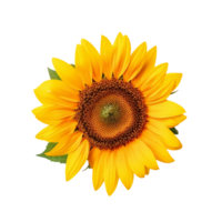 Sunflower flower with transparent background Generative AI png