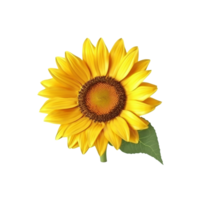 girassol flor com transparente fundo generativo ai png