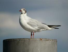 Seagull on a post photo