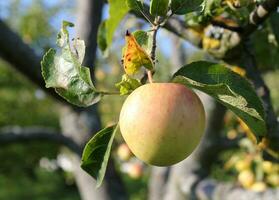 manzana en una rama foto