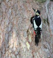 Hairy woodpecker male bird photo