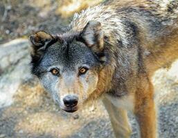 Grey wolf portrait photo