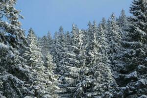 Fir trees in winter, Jura mountain, Switzerland photo