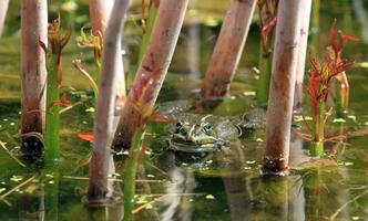 Frog in a pond photo