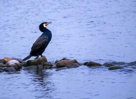 Male Matte Black Cormorant, Phalacrocorax auritus, on a stone, Hambourg, Germany photo