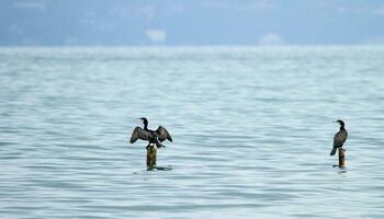Two great cormorants on plots photo
