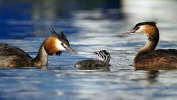 Crested grebe, podiceps cristatus, ducks family photo