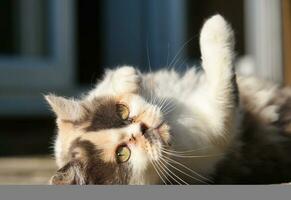 Cute Kitten is Posing in the Home Garden at Luton, England UK photo