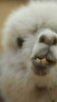 alpaca kauwen Aan camera, verticaal detailopname video