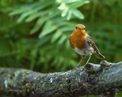 europeo Robin petirrojo, erithacus rubécula, paseriforme pájaro en pie en un rama foto