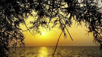 arbre feuilles ombre dans le coucher du soleil video