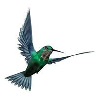 Emerald hummingbird - 3D render photo