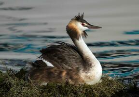 Crested grebe, podiceps cristatus, duck brooding nest photo