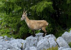 Female wild alpine, capra ibex, or steinbock photo