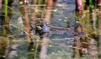 Frog bubbles in pond photo