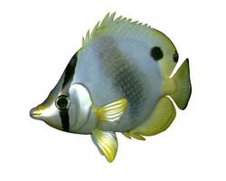 Butterflyfish - 3D render photo