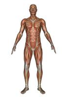 Front muscles of man - 3D render photo