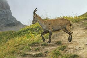 hembra salvaje alpino, capra cabra montés, o Steinbock foto