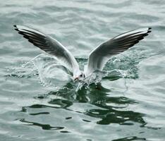 Gaviota aterrizaje en agua foto