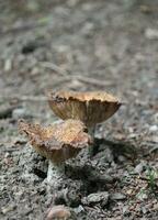 Mushrooms on a brown forest ground photo