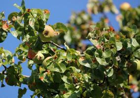 Apple tree branch photo