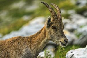 Steinbock or Alpine Capra Ibex portrait at Colombiere pass, France photo