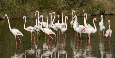Greater flamingos, phoenicopterus roseus, Camargue, France photo