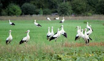 Migrating storks standing in a field photo