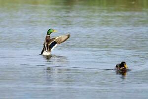 Male mallard duck shaking wings photo