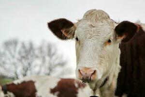 Perplexe cow portrait photo