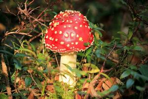 Amanita muscaria mushroom photo