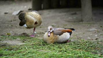 Video of Egyptian goose in zoo