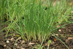 Chives in the garden photo