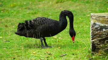 vídeo de negro cisne en zoo video