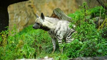 Video of Arabian striped hyaena