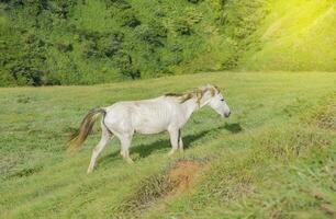 un caballos comiendo césped en colina, un blanco caballo comiendo césped en el verde campo, concepto caballo comiendo césped foto