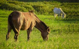 Two horses eating grass together in the field, hill with two horses eating grass, two horses in a meadow photo