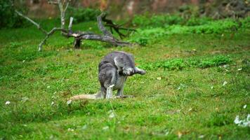 Video of Dusky Pademelon in zoo
