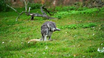 video av dunkel buskvallabyer i Zoo